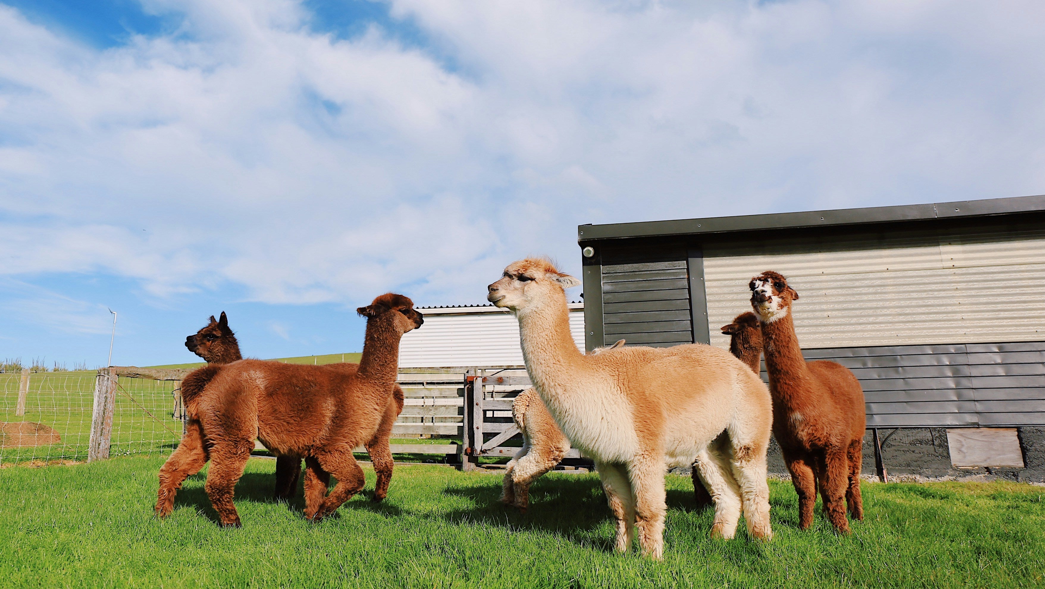 Explore a Unique Weekend Adventure: Visit Sherlin Alpaca Stud Near Christchurch!